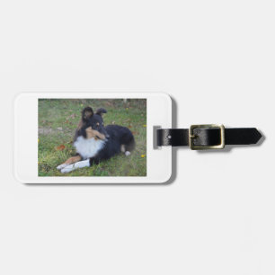 shet shp black white tan laying full luggage tag