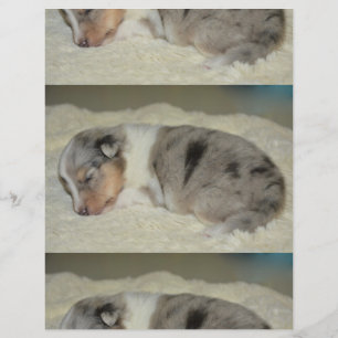 shet shp blue merle white tan puppy