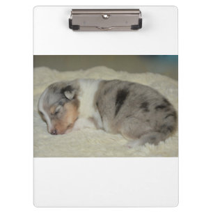 shet shp blue merle white tan puppy clipboard