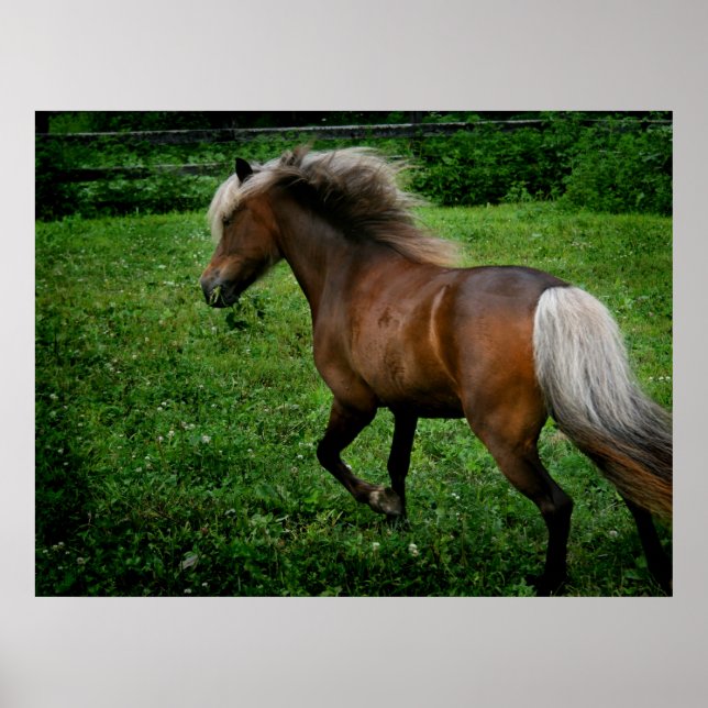 Shetland Pony 2 Poster (Front)