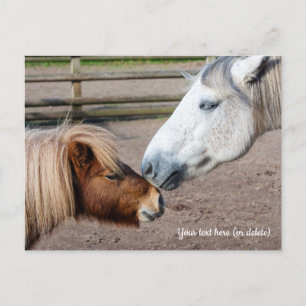 Shetland Pony and Highland Pony Postcard