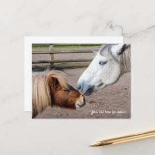 Shetland Pony and Highland Pony Postcard