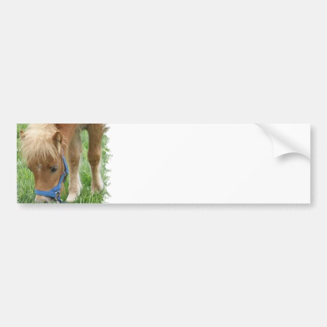 Shetland Pony Bumper Stickers (Front)