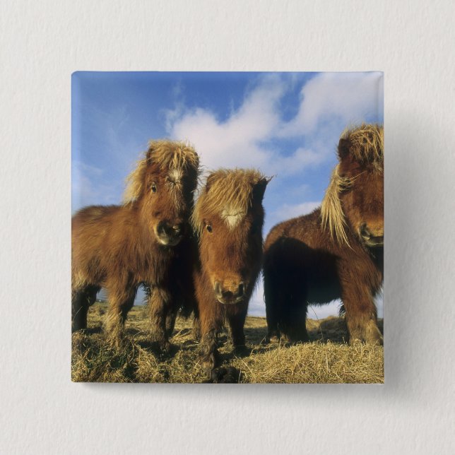 Shetland Pony, mainland Shetland Islands, 15 Cm Square Badge (Front)