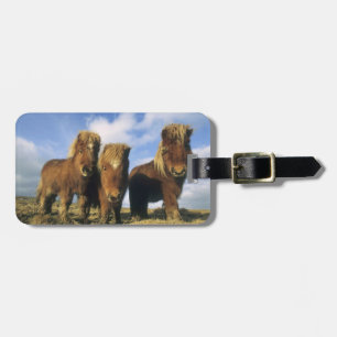 Shetland Pony, mainland Shetland Islands, Luggage Tag