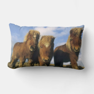 Shetland Pony, mainland Shetland Islands, Lumbar Cushion