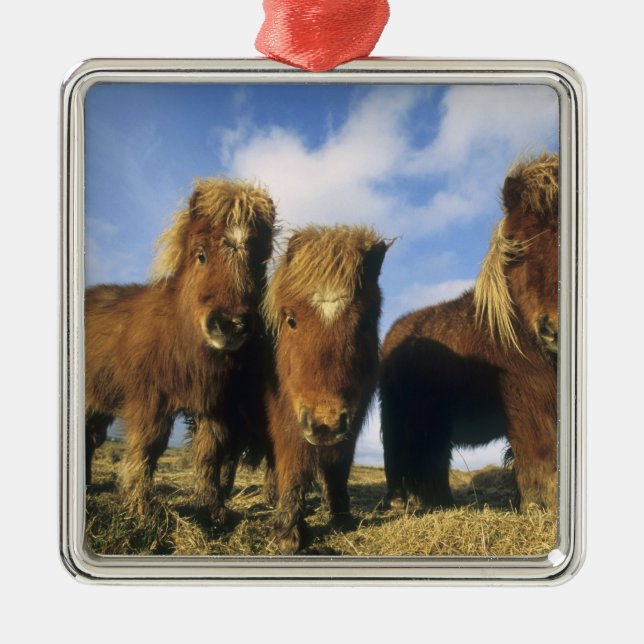 Shetland Pony, mainland Shetland Islands, Metal Tree Decoration (Front)