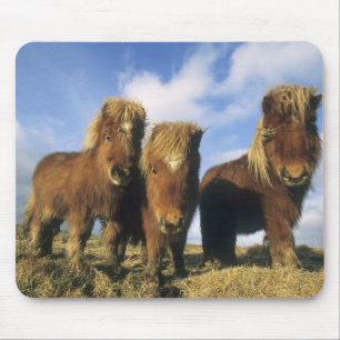 Shetland Pony, mainland Shetland Islands, Mouse Pad