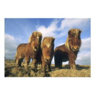 Shetland Pony, mainland Shetland Islands, Photo Print