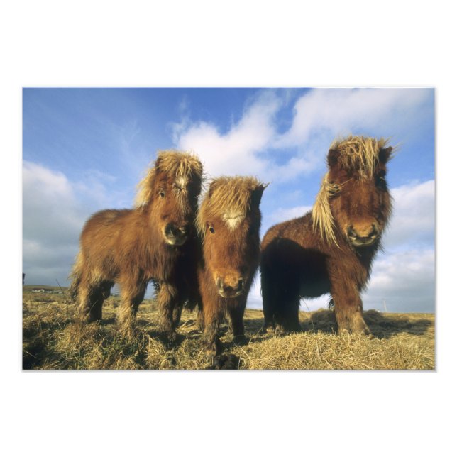 Shetland Pony, mainland Shetland Islands, Photo Print (Front)