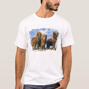 Shetland Pony, mainland Shetland Islands, T-Shirt