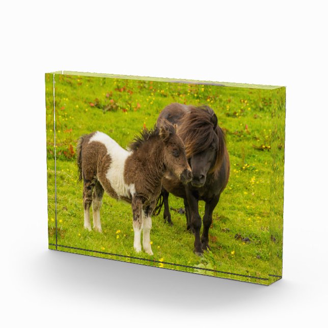 Shetland Pony Mother and Offspring Photo Block (Right)