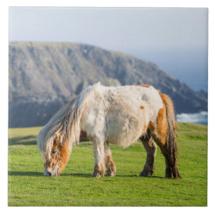 Shetland Pony on Pasture Near High Cliffs Ceramic Tile