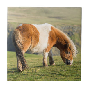 Shetland Pony On Pasture Near High Cliffs Ceramic Tile