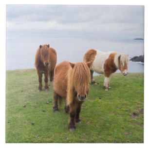 Shetland Pony on Pasture Near High Cliffs Ceramic Tile