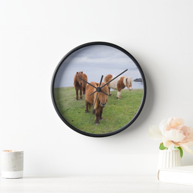 Shetland Pony on Pasture Near High Cliffs Clock (Home)