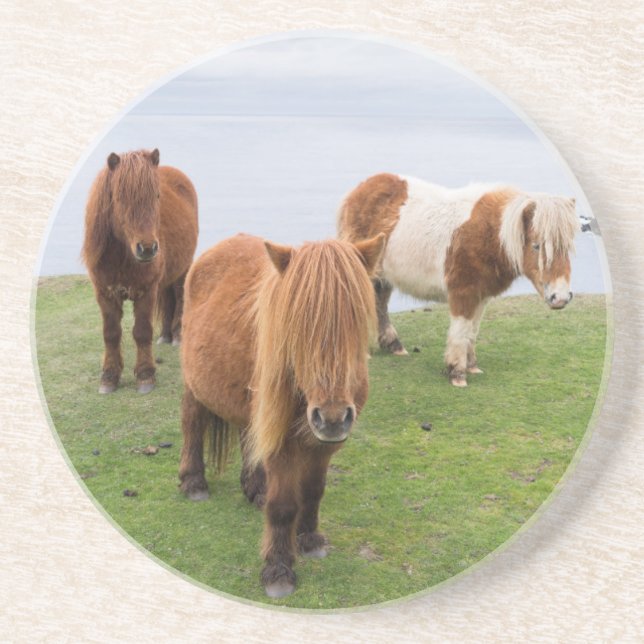 Shetland Pony on Pasture Near High Cliffs Coaster (Front)