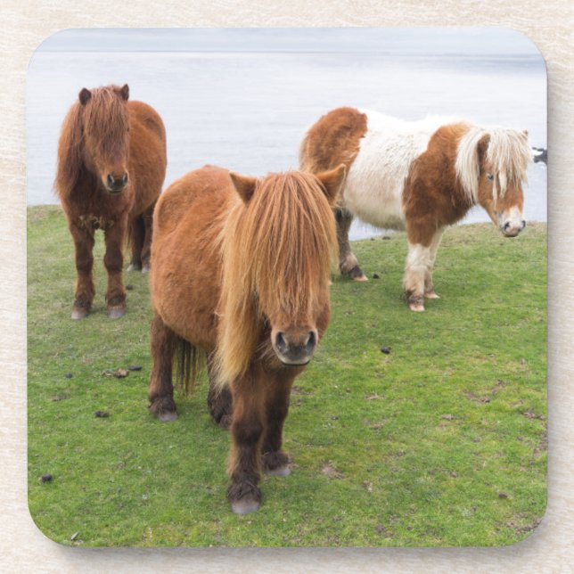 Shetland Pony on Pasture Near High Cliffs Coaster (Front)