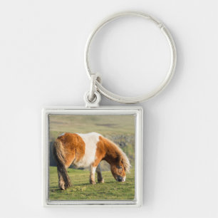 Shetland Pony On Pasture Near High Cliffs Key Ring