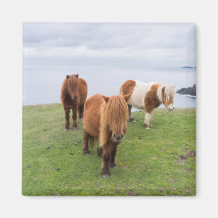 Shetland Pony on Pasture Near High Cliffs Magnet
