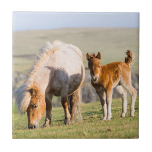 Shetland Pony On Pasture Near High Cliffs, Mare Ceramic Tile