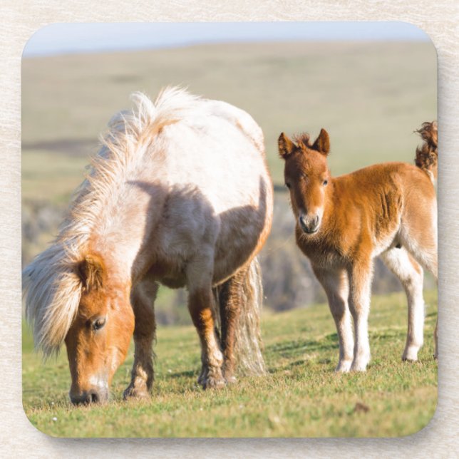 Shetland Pony On Pasture Near High Cliffs, Mare Coaster (Front)