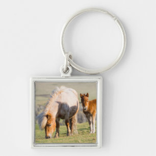 Shetland Pony On Pasture Near High Cliffs, Mare Key Ring