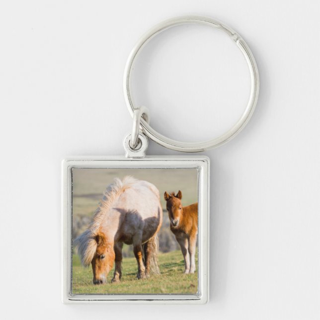 Shetland Pony On Pasture Near High Cliffs, Mare Key Ring (Front)