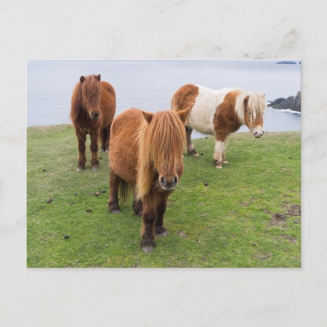 Shetland Pony on Pasture Near High Cliffs Postcard (Front)