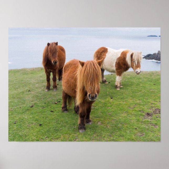 Shetland Pony on Pasture Near High Cliffs Poster (Front)