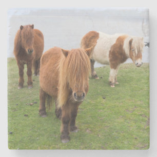 Shetland Pony on Pasture Near High Cliffs Stone Coaster