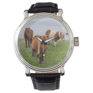 Shetland Pony on Pasture Near High Cliffs Watch