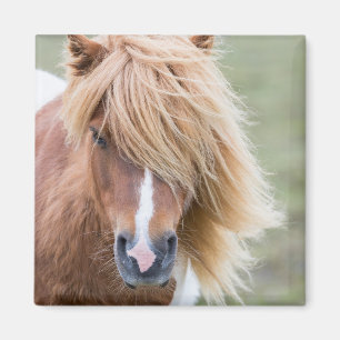 Shetland Pony on the Island of Unst Magnet