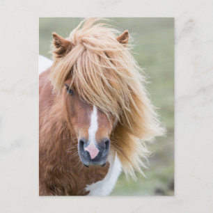 Shetland Pony on the Island of Unst Postcard