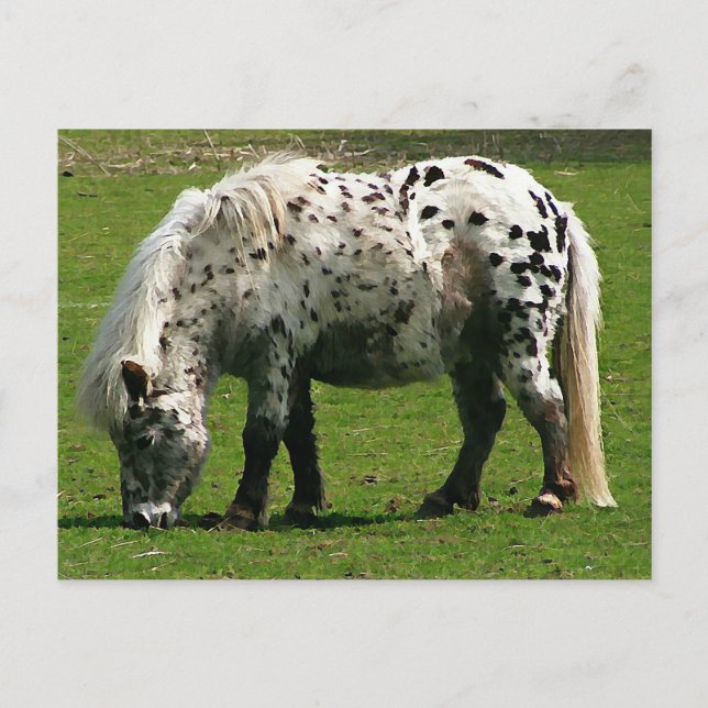 Shetland Pony Postcard (Front)