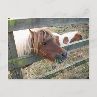 Shetland Pony Postcard (5019)