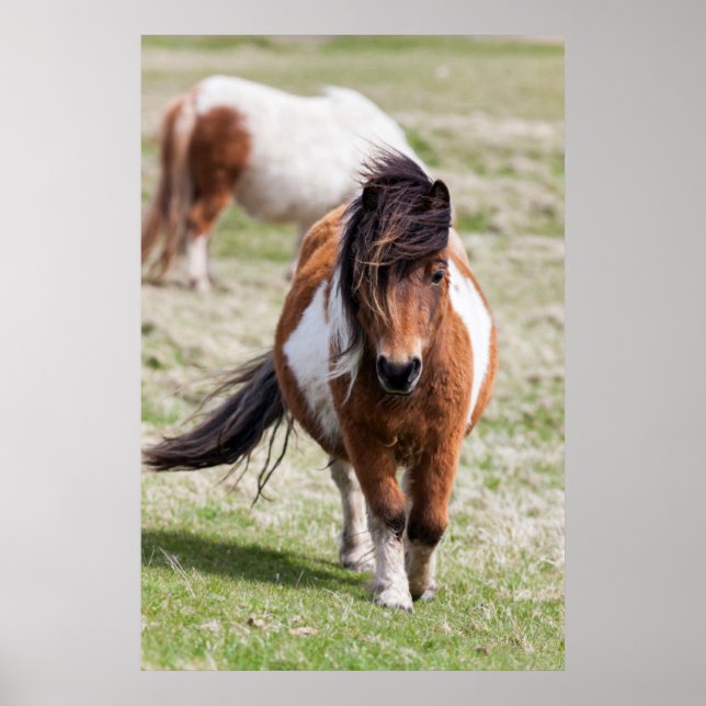 Shetland Pony, Shetland Islands Poster (Front)