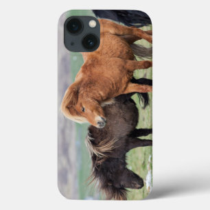 Shetland Pony, Shetland Islands, Scotland 2 iPhone 13 Case