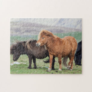 Shetland Pony, Shetland Islands, Scotland 2 Jigsaw Puzzle