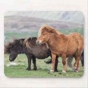 Shetland Pony, Shetland Islands, Scotland 2 Mouse Pad