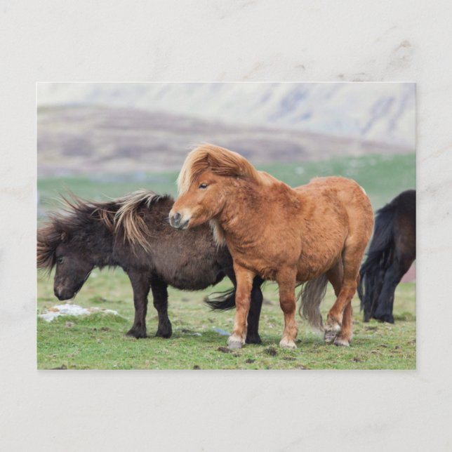 Shetland Pony, Shetland Islands, Scotland 2 Postcard (Front)