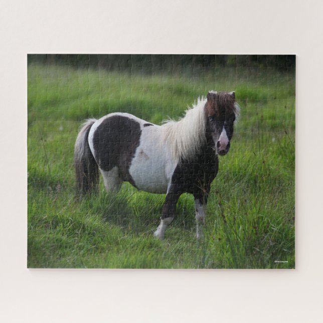 Shetland Pony Stallion Standing In Grass Jigsaw Puzzle (Horizontal)