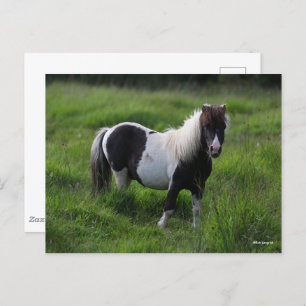 Shetland Pony Stallion Standing In Grass Postcard