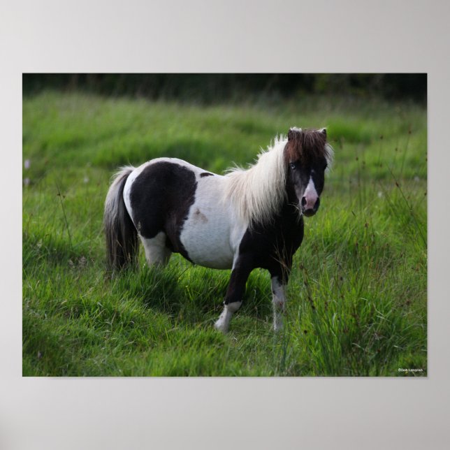 Shetland Pony Stallion Standing In Grass Poster (Front)