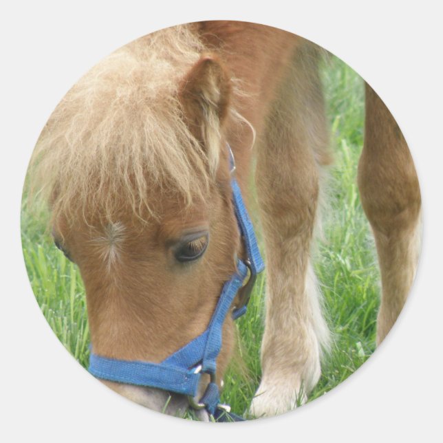 Shetland Pony Stickers (Front)