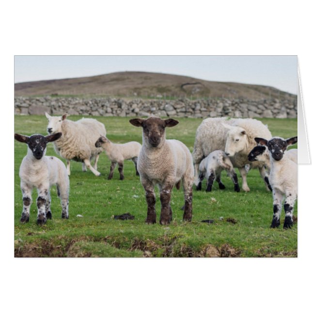 Shetland Sheep (Front Horizontal)