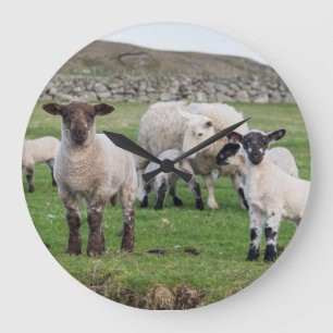Shetland Sheep 5 Large Clock