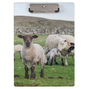 Shetland Sheep Clipboard