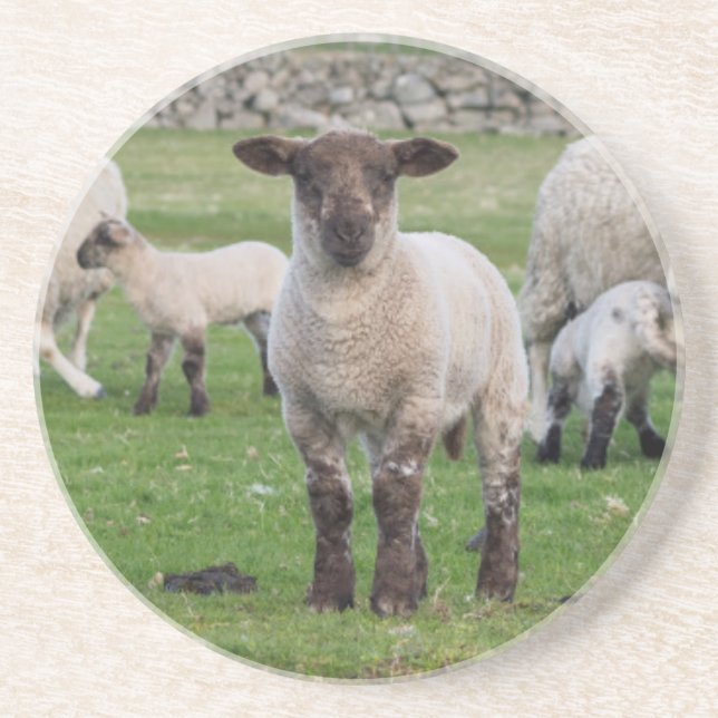 Shetland Sheep Coaster (Front)