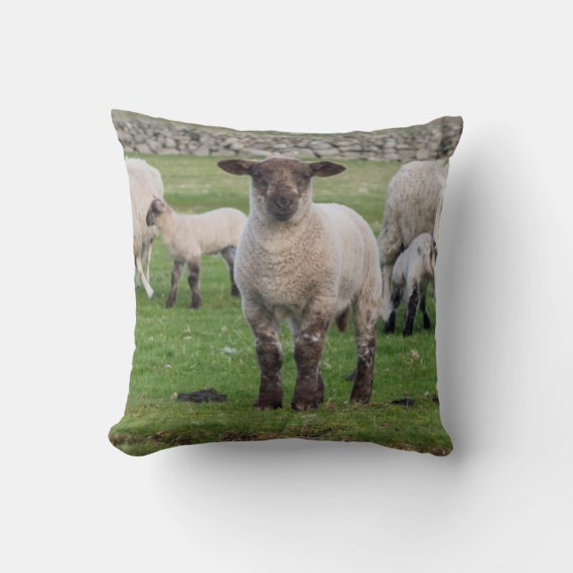 Shetland Sheep Cushion (Front)